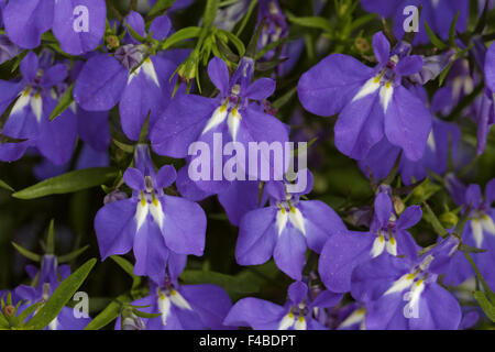 Lobelia erinus Lobelia Bordure bleu, Laura Banque D'Images