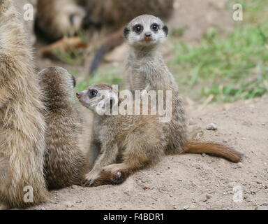Meerkat jeunes sud-africains (Suricata suricatta) à côté de leur terrier Banque D'Images