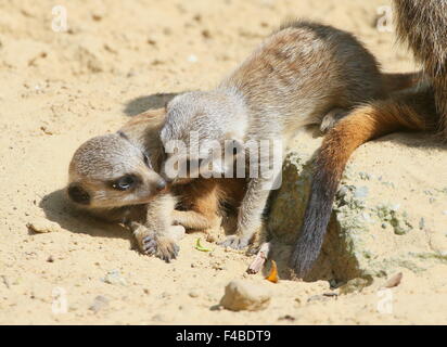 Deux sud-africain ludique les suricates (Suricata suricatta) batifolent Banque D'Images