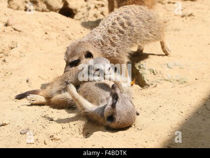 Bébé ludique Meerkat d'Afrique du Sud (Suricata suricatta) jouer ensemble avec deux adultes Banque D'Images