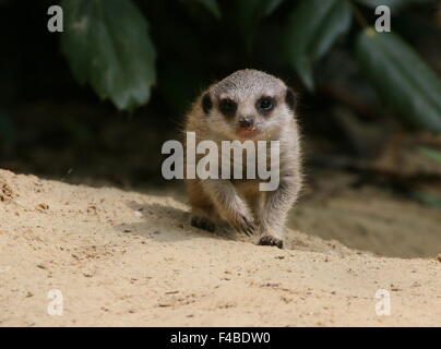 L'Afrique du Sud pour mineurs Meerkat (Suricata suricatta) marcher vers la caméra, low point de vue Banque D'Images