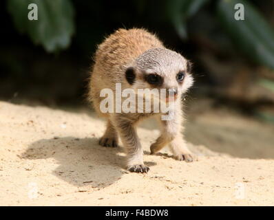 L'Afrique du Sud pour mineurs Meerkat (Suricata suricatta) marcher vers la caméra, low point de vue Banque D'Images