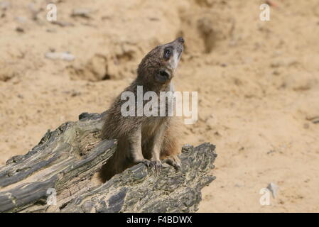 L'Afrique du Sud (Suricates Suricata suricatta) Comité permanent à la sentinelle, le ciel Banque D'Images