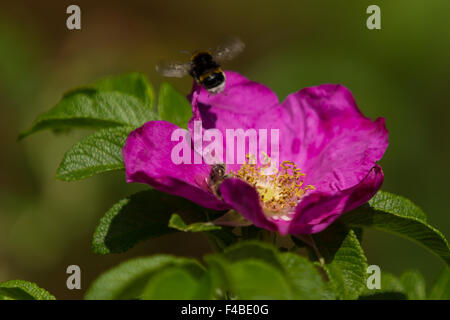 Bumblebee sur une fleur 3 Banque D'Images