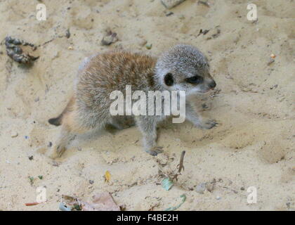 Cute baby Meerkat d'Afrique du Sud (Suricata suricatta) courir vers sa mère Banque D'Images
