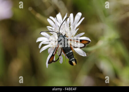 Sésie chrysidiforme Pyropteron, Fiery Banque D'Images