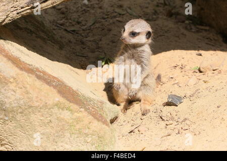 L'Afrique du Sud pour mineurs Meerkat (Suricata suricatta) Banque D'Images