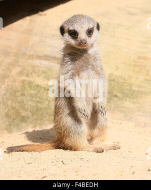 L'Afrique du Sud pour mineurs Meerkat (Suricata suricatta) debout sur ses pattes Banque D'Images