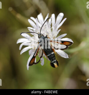 Sésie chrysidiforme Pyropteron, Fiery Banque D'Images