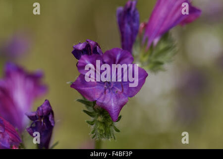 Echium plantagineum, Rewarewa Violet Banque D'Images