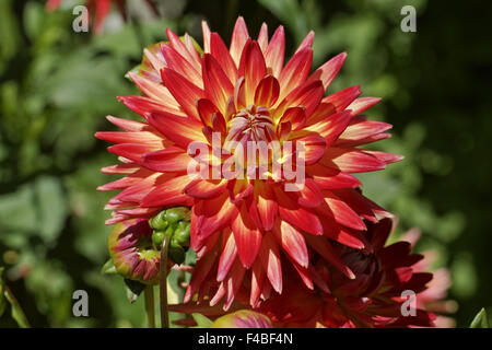 Dahlia Karma hybride Bon Bini, Cactus Dahlia Banque D'Images