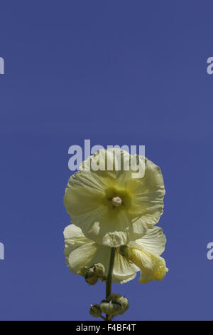 Althaea ficifolia (Alcea rosea), Marsh Mallow Banque D'Images