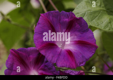 L'Ipomoea purpurea, Purple Morning Glory Banque D'Images