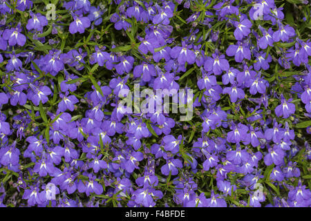 Lobelia erinus Lobelia Bordure bleu, Laura Banque D'Images