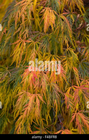 À l'automne de l'érable japonais Banque D'Images