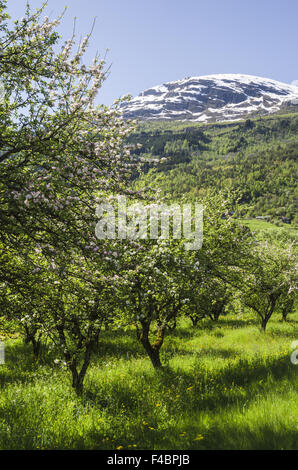 Apple Blossom, lustre, Sogn og Fjordane, Norvège Banque D'Images