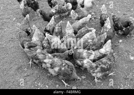 Poulet - la lutte quotidienne pour l'alimentation en Banque D'Images