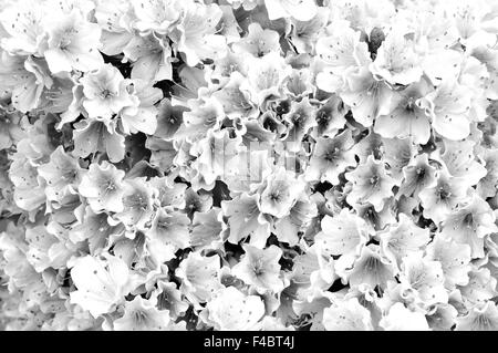 Rêve en noir et blanc fleurs d'azalées Banque D'Images