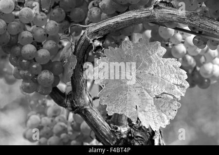 Venu sur la vigne noir et blanc Banque D'Images