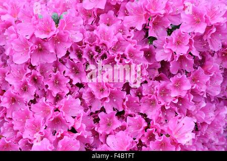 Dream en violet fleurs azalées Banque D'Images