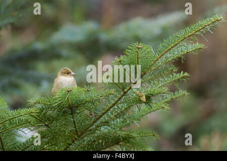 Chaffinch commun femelle Banque D'Images