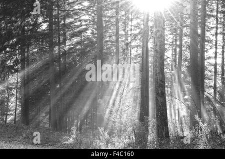 Soleil brille à travers la forêt de brouillard Banque D'Images