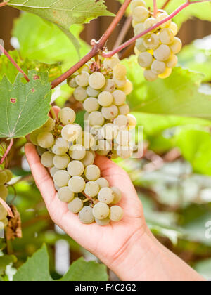 Bouquet de raisins blancs sur la vigne. Les grappes sont maintenues avec des mains de femme. Banque D'Images