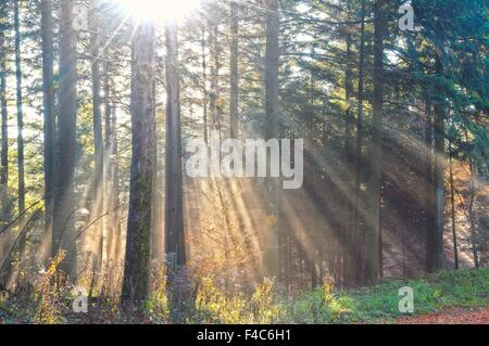 Inondé de soleil dans la forêt de nuages Banque D'Images