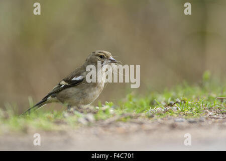 Chaffinch commun femelle Banque D'Images