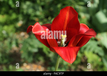 Tulipe rouge contre le fond d'herbe verte Banque D'Images