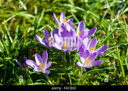 Purple Crocus tommasinianus (crocusses) sont en fleurs dans un pré Banque D'Images