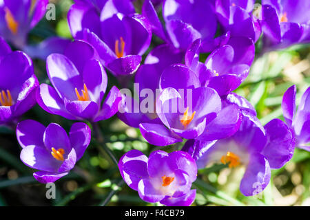 Purple Crocus tommasinianus (crocusses) sont en fleurs dans un pré Banque D'Images