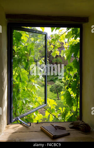 Fenêtre de Cotswold cottage avec de la vigne autour de l'image surlignée en fin de l'été soleil,Angleterre Banque D'Images