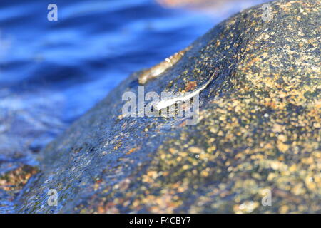 Les blennies bondissant (Alticus saliens) au Japon Banque D'Images