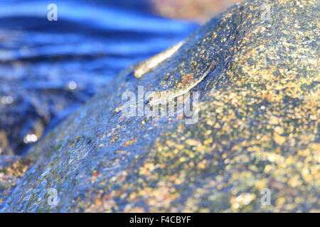 Les blennies bondissant (Alticus saliens) au Japon Banque D'Images