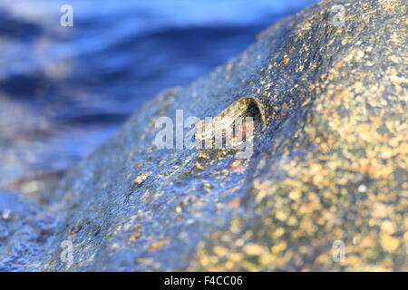 Les blennies bondissant (Alticus saliens) au Japon Banque D'Images