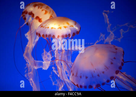 Les méduses, Monterey Bay Aquarium, California, USA Banque D'Images