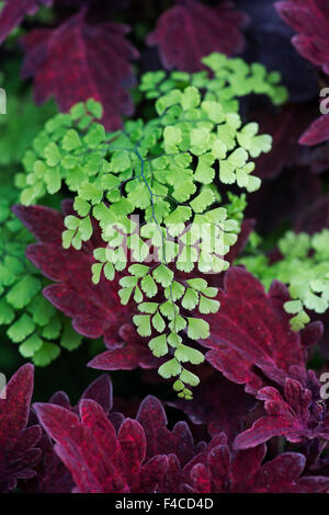 Adiantum capillus veneris. Maidenhair Fern leaves Banque D'Images