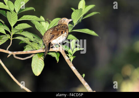 Amami Bicknell (Zoothera major) dans l'Île Amami, Japon Banque D'Images