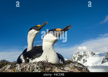 L'Antarctique, l'Île Petermann, Blue-eyed se tape sur son nid (Phalacrocorax atriceps). Banque D'Images