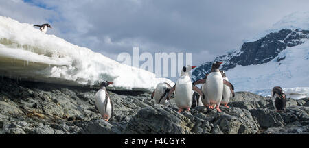 L'Antarctique, l'île de Cuverville, manchots papous (Pygoscelis papua) Comité permanent sur les berges rocheuses le long du Canal Errera. Banque D'Images