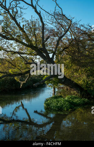 Arbre tombé dans une rivière Banque D'Images