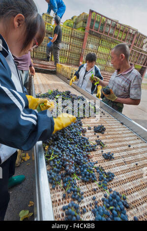 La Chine, Ningxia. Inspecter les travailleurs sur la ligne de tri des raisins chez Pernod Ricard's montagnes Helan winery. Banque D'Images