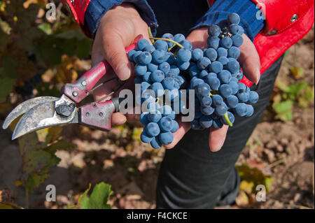 Yinchuan, Ningxia, Chine. Un travailleur avec cisaille détient des grappes de Cabernet Sauvignon récolté à Silver Heights Winery. Banque D'Images