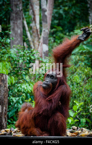 Orang-outan assis dans le parc national de Tanjung Puting à Bornéo Kalimantan en Indonésie Banque D'Images