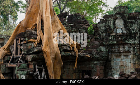 Un arbre gagne la lutte contre l'architecture ancienne temple à Angkor Wat Th-Phrom Banque D'Images