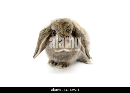 Adorable bébé de cinq semaines lop rabbit eared. Banque D'Images