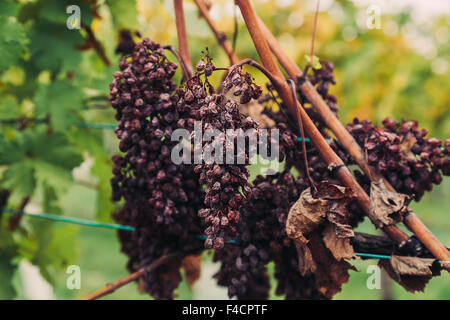 Libre aux vieux raisins rouges fanées sur une plantation de vin dans un vignoble. Banque D'Images