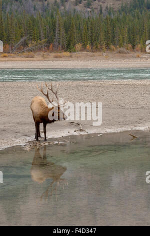 Rocky Mountain Elk Bull reflétant Banque D'Images