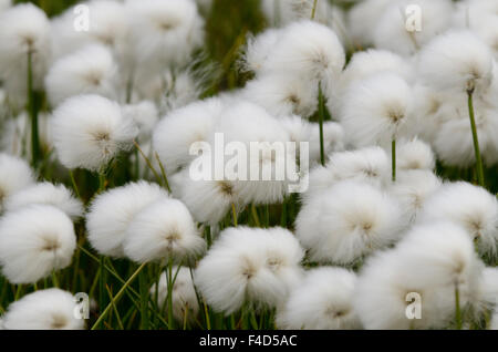 Au Canada, le Nunavut, région de Qikiqtaaluk, Cape Dorset. Coton de l'Arctique (Eriophorum). Banque D'Images